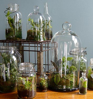 gasl_terrarium_10-723090 (2)